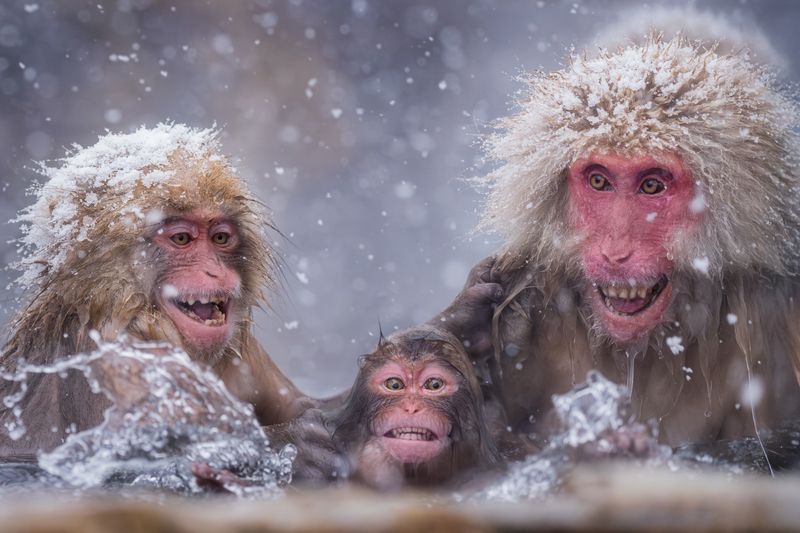 snowmonkeydivingschool; jigokudani; hellsvalley; toughlove; monkeyparenting; sendhelp; japan; honshu; hokkaido; winter; snow; photographyworkshop; japanesemacaques; snowmonkeys; blakistonsfishowl; tancho; redcrownedcrane; tsuruiitosanctuary; stellersseaea Snow Monkey Snorkeling Lessonphoto preview