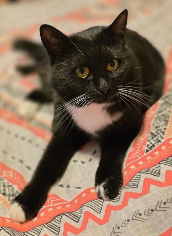 чёрная кошка Кошка Бастетphoto preview