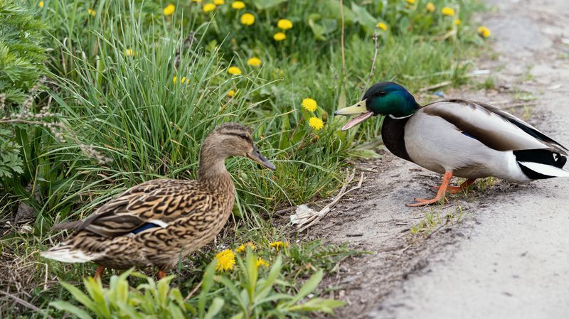 Уткиphoto preview