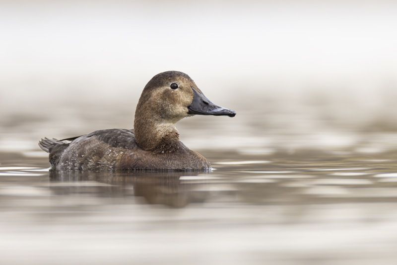 красноголовый нырок, птицы, утка Красноголовый нырокphoto preview