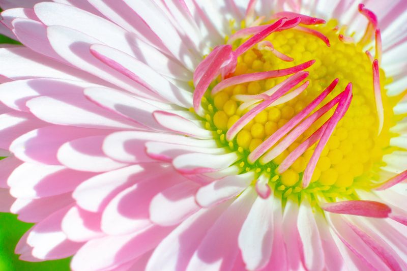 цветы, цветение, макро, гелиос, тюльпан, груша, зимин, Цветение. фото превью