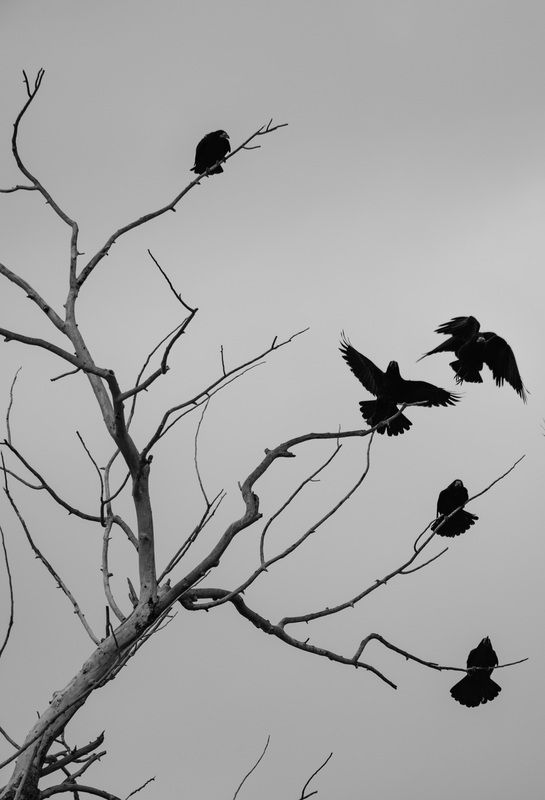 грачи прилетелиphoto preview