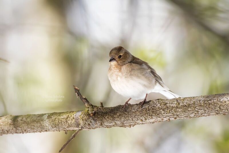 зяблик, птицы, весна Зяблик фото превью