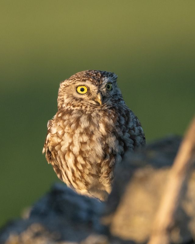 домовой сыч, совы, птицы, little owl, owl, birds Встречаphoto preview