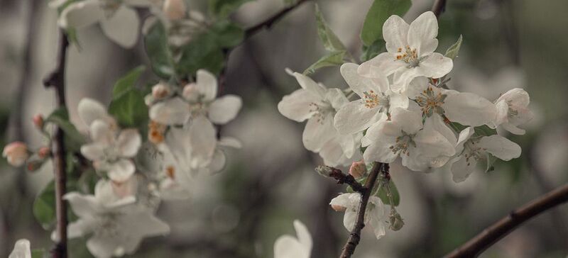 запахло весноюphoto preview