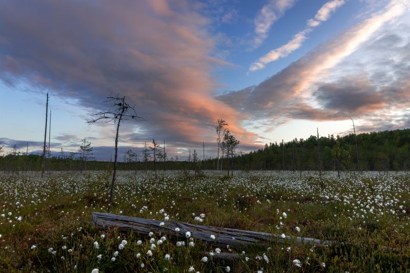 Пушица цвететphoto preview