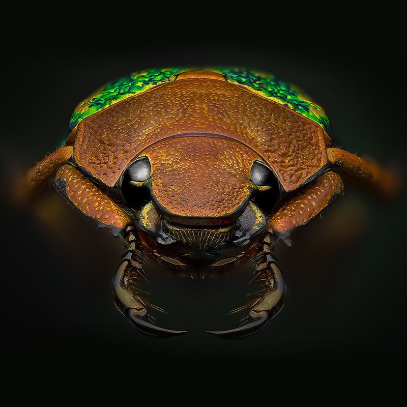 coleoptera, scarabaeidae, chrysina victorina Хрущьphoto preview