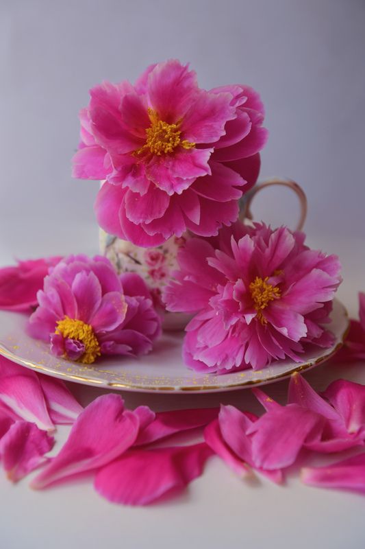 Пионыphoto preview