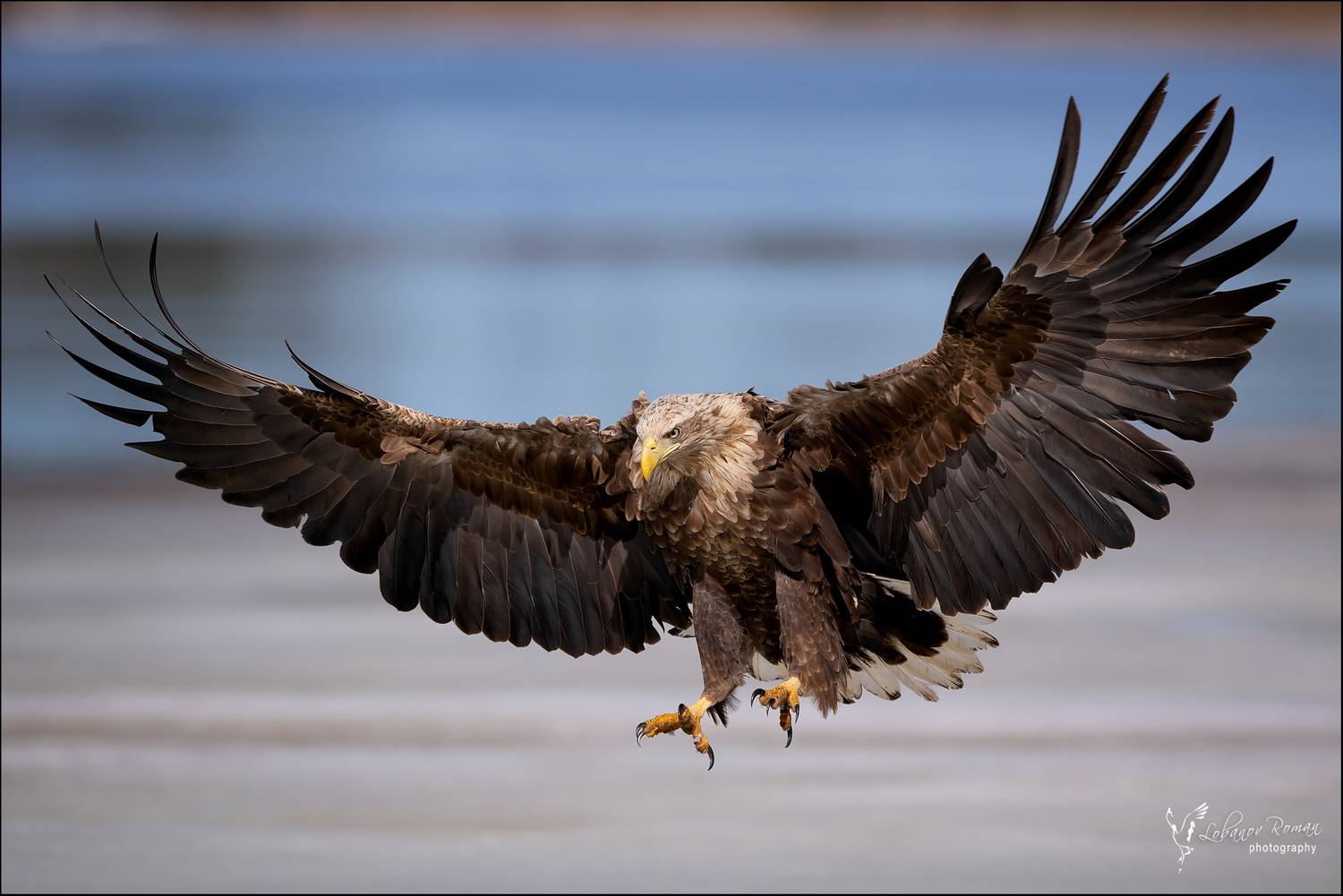 , Лобанов Роман