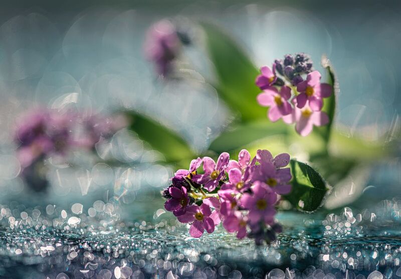 Блеск росыphoto preview