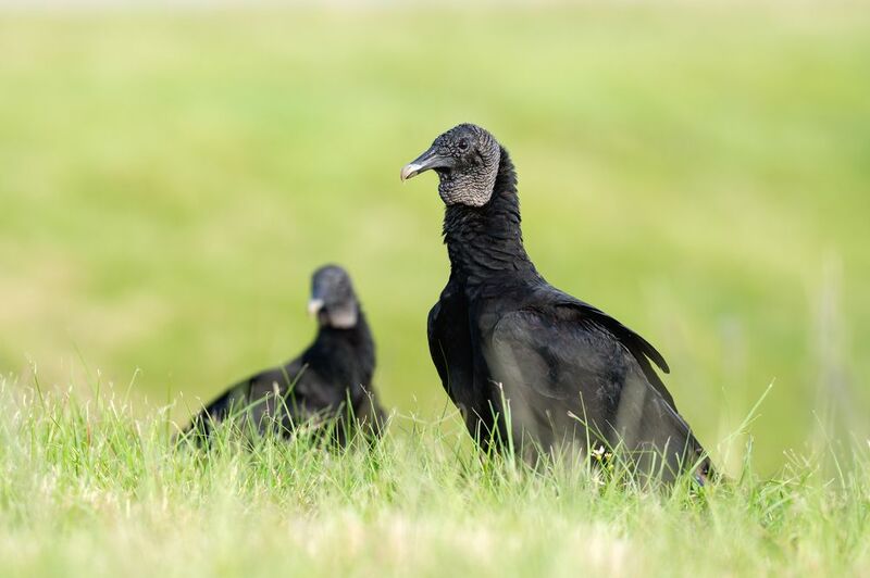 птица, фотоохота, гриф, природа, фауна Черный грифphoto preview