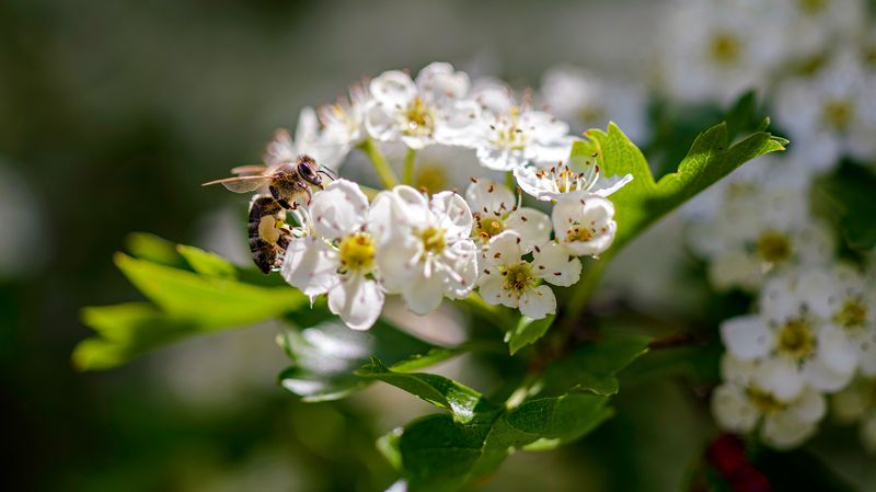 Пчелаphoto preview