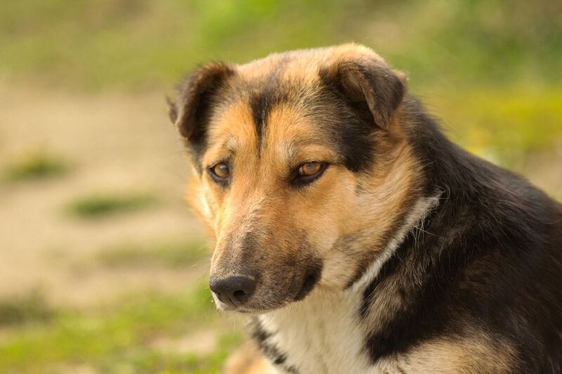 бездомный, пес Один из нихphoto preview