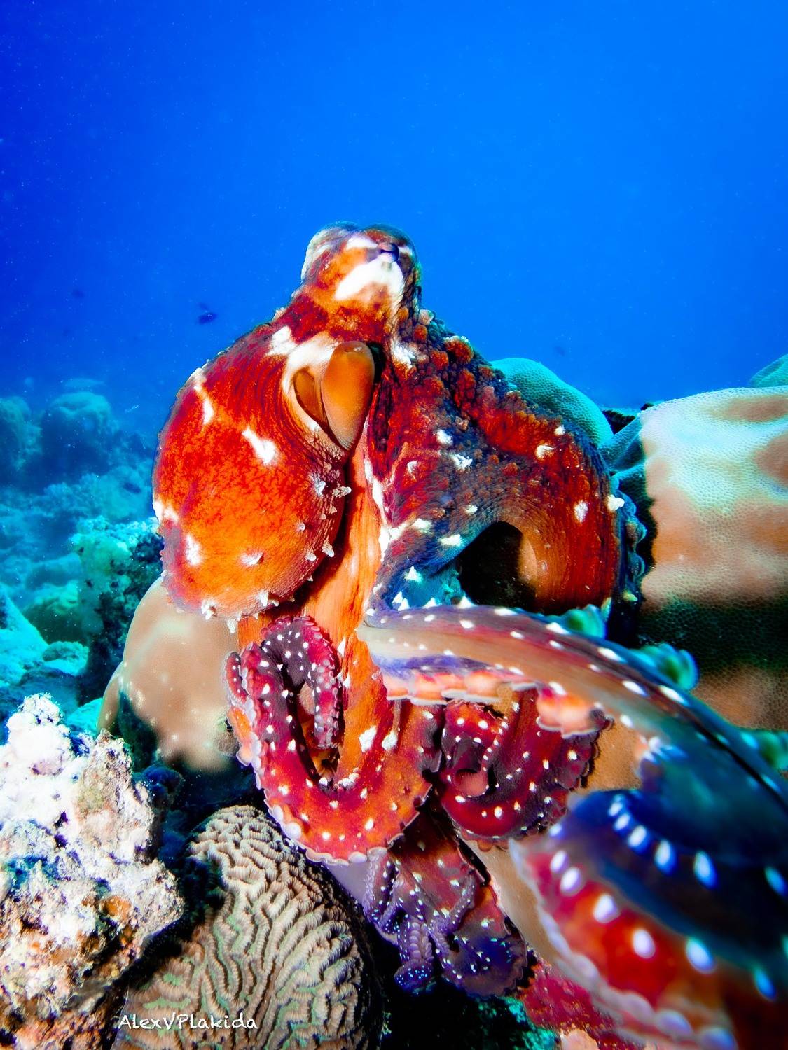 Nice to meet you!. Автор: Alexander Plakida , Alexander Plakida