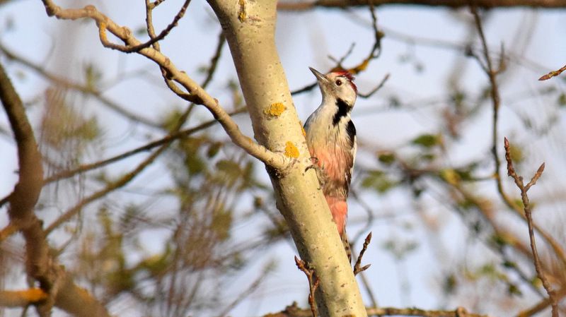 листопад СПДphoto preview