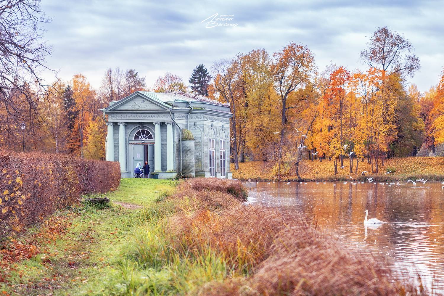 гатчина, дворцовый парк, осень, Липецких Владимир
