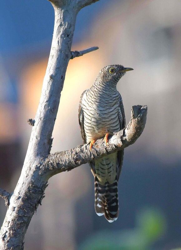 Кукушонокphoto preview