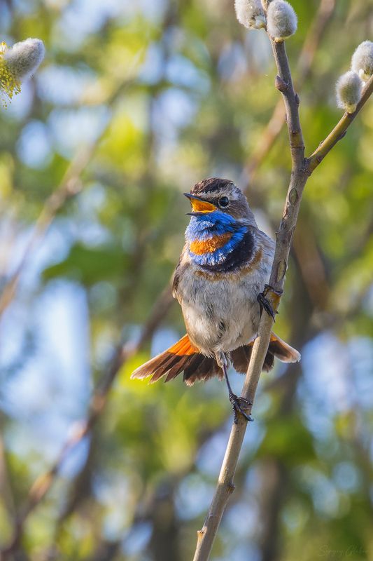 варакушка, птицы, пернатые Варакушкаphoto preview