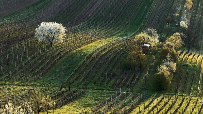 Вишня в виноградникахphoto preview