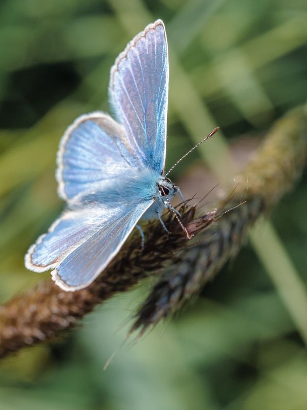 Голубянкаphoto preview