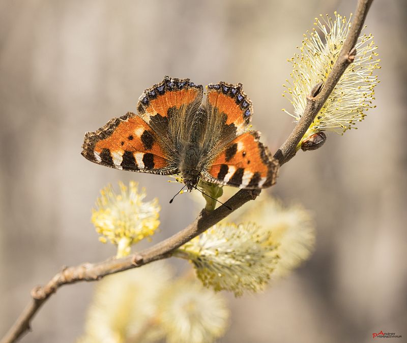 На веточкеphoto preview