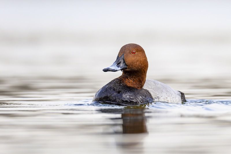 красноголовый нырок, птицы, утка Красноголовый нырокphoto preview