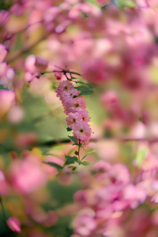 макро, macro, цветы, flowers, весна, spring, махровыйминдаль Махровый Миндальphoto preview
