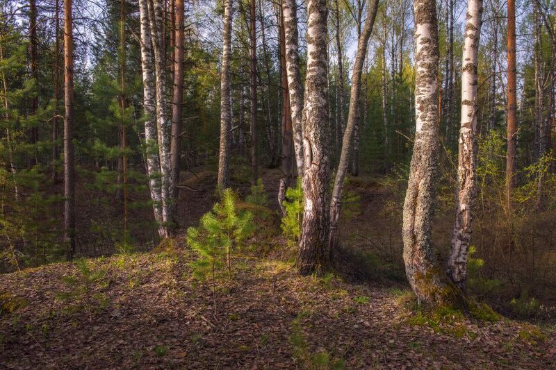 апрель лес утро березки  вязниковский Апрельское утроphoto preview