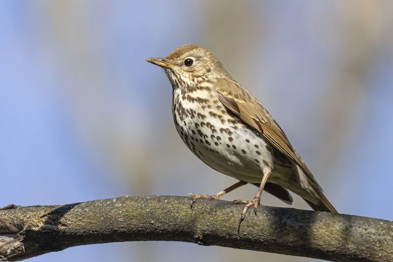певчий дрозд, дрозд, птицы Певчий дроздphoto preview