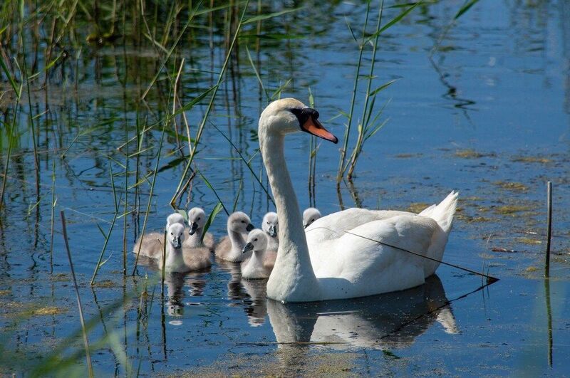 семьяphoto preview