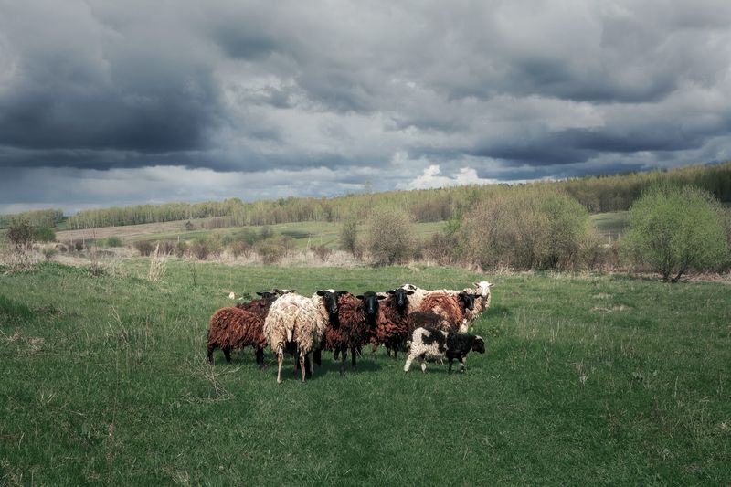 природа, Тульская область, пейзаж, деревенский пейзаж, животные Вонючее семейство)photo preview