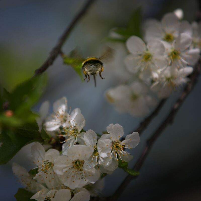 весна; photo preview