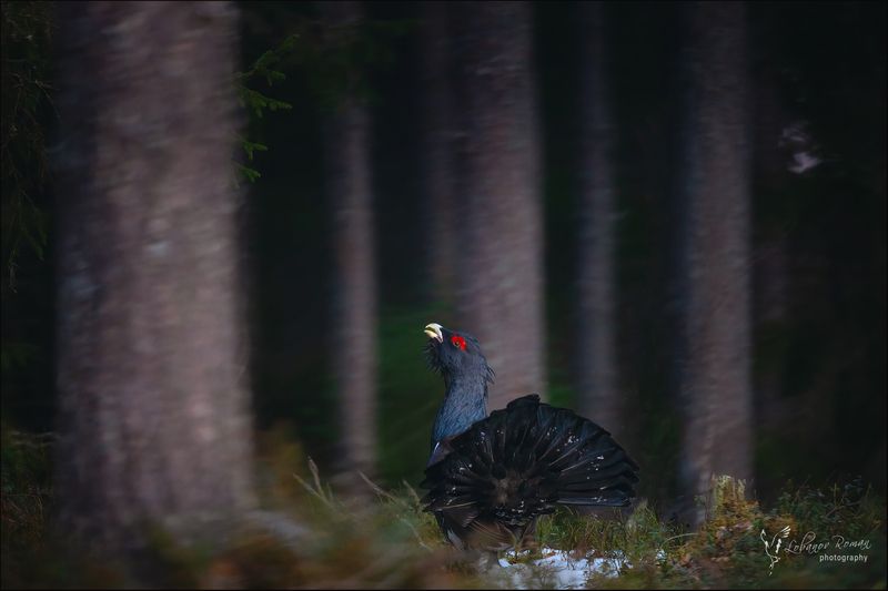 Глухариная сказкаphoto preview