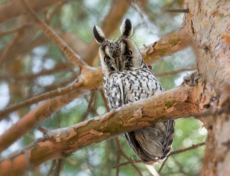 птицы, сова, самец, Ушастая сова (самец) фото превью