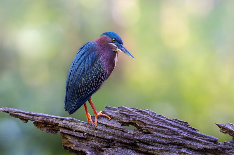 птица, фотоохота, цапля, природа, фауна Зеленая цапляphoto preview