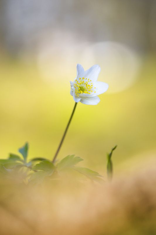 Macro, Nature, Plant, Close-up, White, Springtime, Flower, Beauty, Nature, Day  Anemonoides nemorosa фото превью