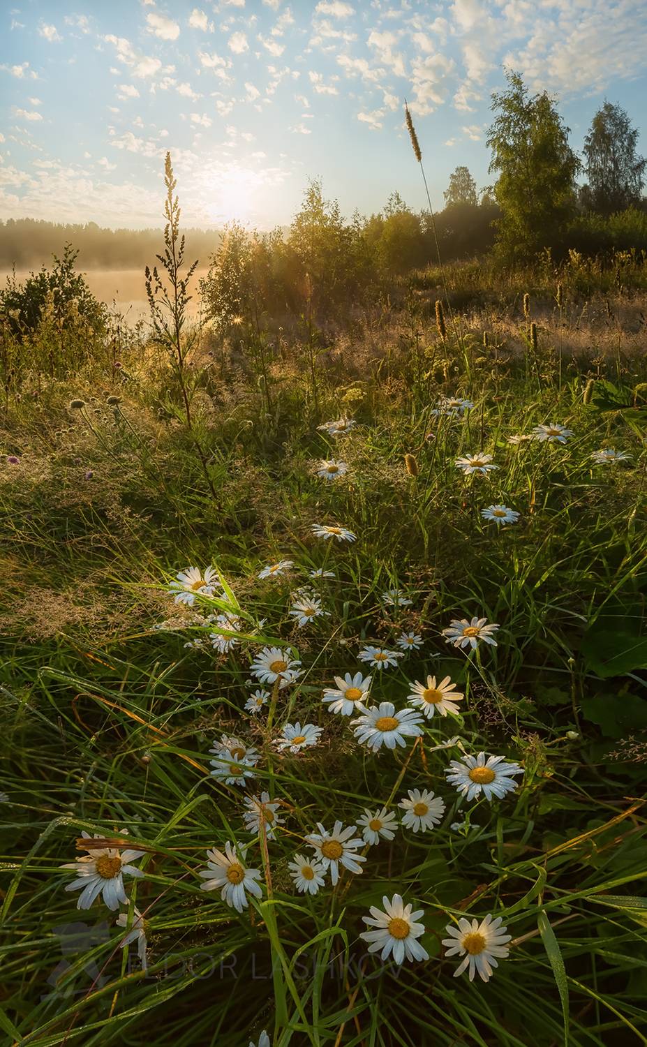 ленинградская область, лето, рассвет, солнца, ромашки, луг, цветы, луговое, детство, трава, летнее,, Лашков Фёдор