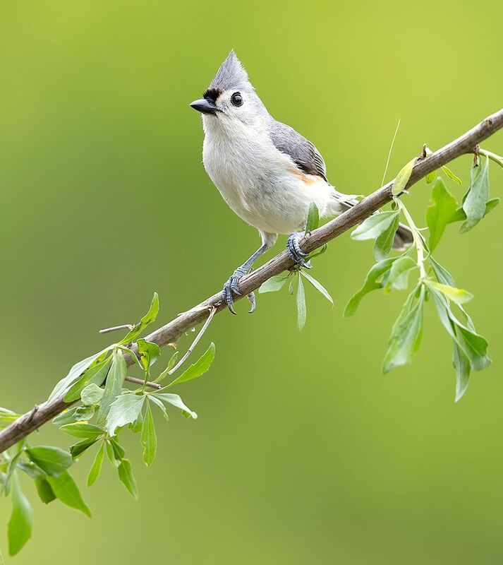 tufted titmouse, острохохлая синица,  синица,  titmouse, spring, весна Tufted Titmouse -Острохохлая синица фото превью