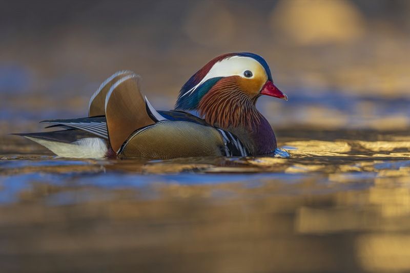 мандаринка, утка, птицы Мандаринкаphoto preview