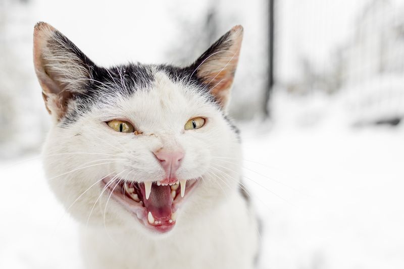 Дай поесть! фото превью