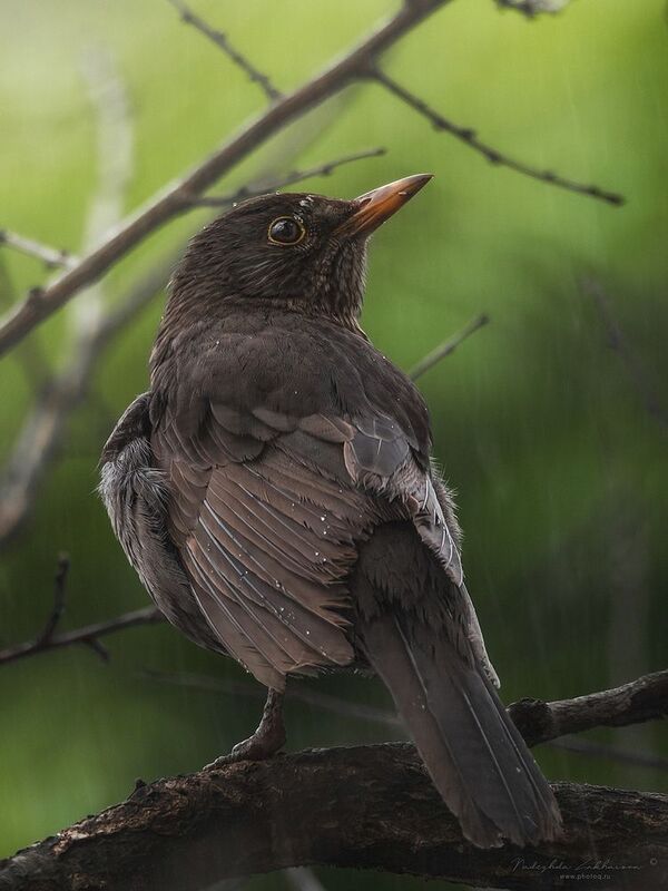 наблюдения за птицами, самка черного дрозда, черный дрозд, дрозд, птицы, портреты птиц, эмоции, весна, время дождей, дождь, весна2025 Черный дрозд, самочка.photo preview