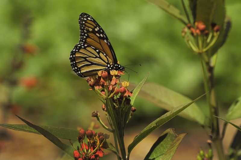 Бабочкаphoto preview