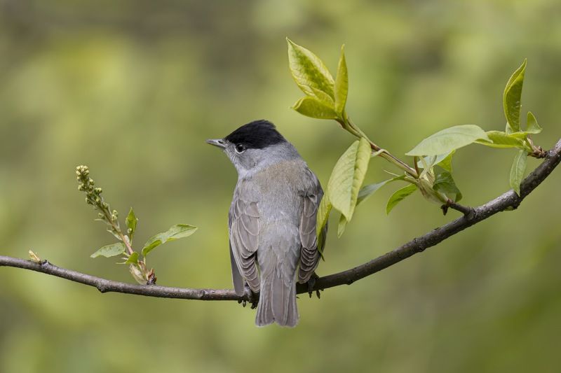 черноголовая славка, славка, птицы Черноголовая славкаphoto preview