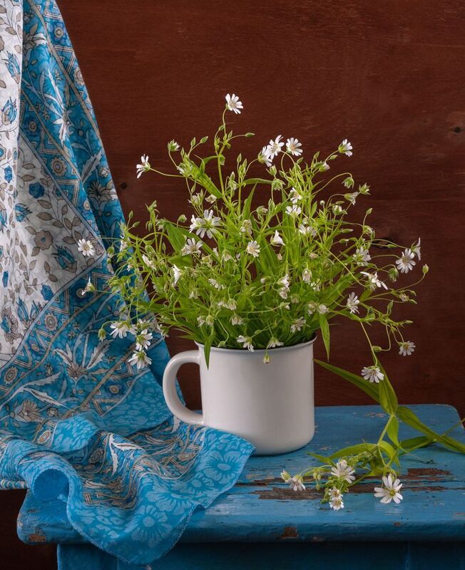 звездчатка *****photo preview