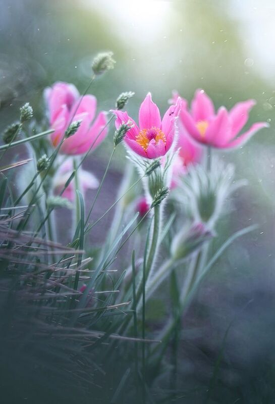 Розовые сныphoto preview