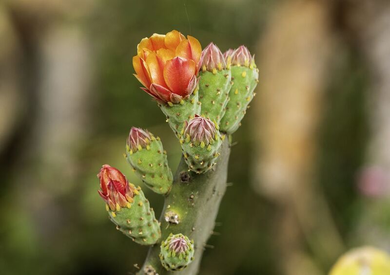 Опунция индийская.photo preview