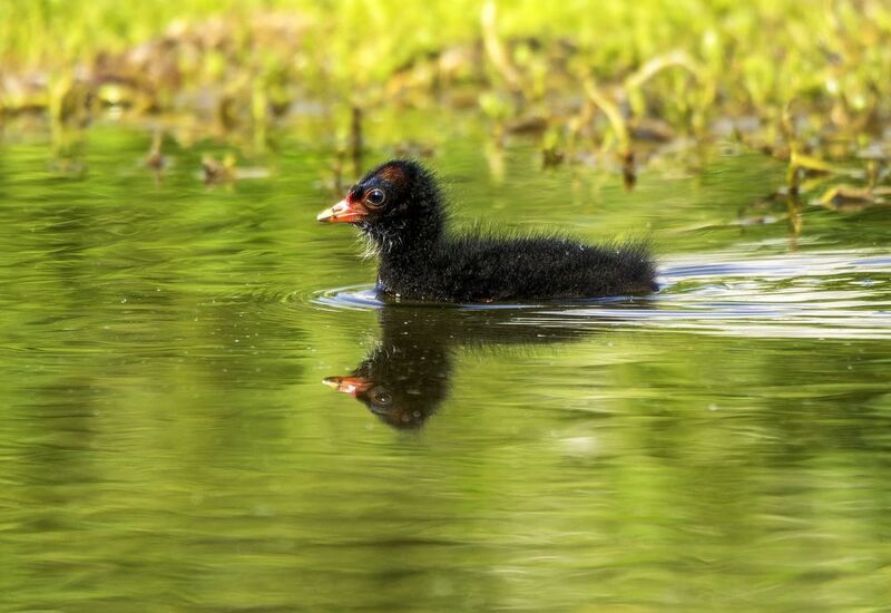 Камышница.photo preview