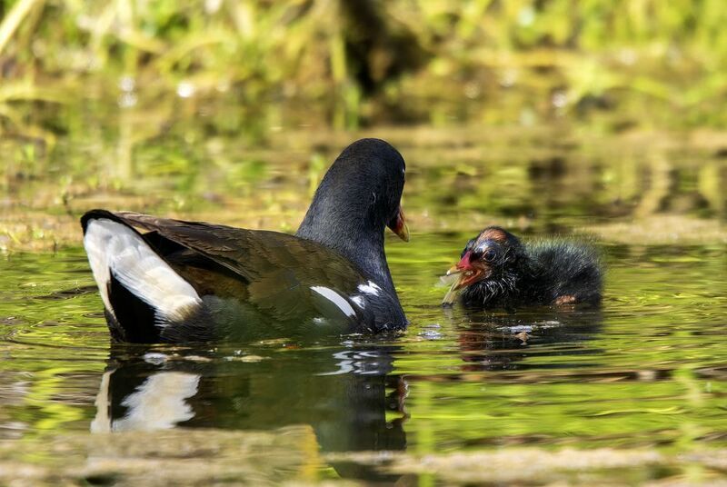 Камышница.photo preview
