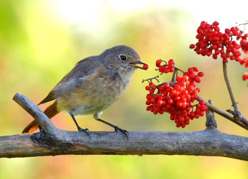 Изобилие.photo preview