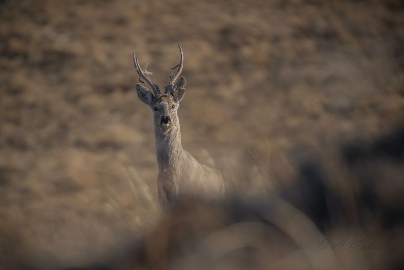 Весенняя косуляphoto preview